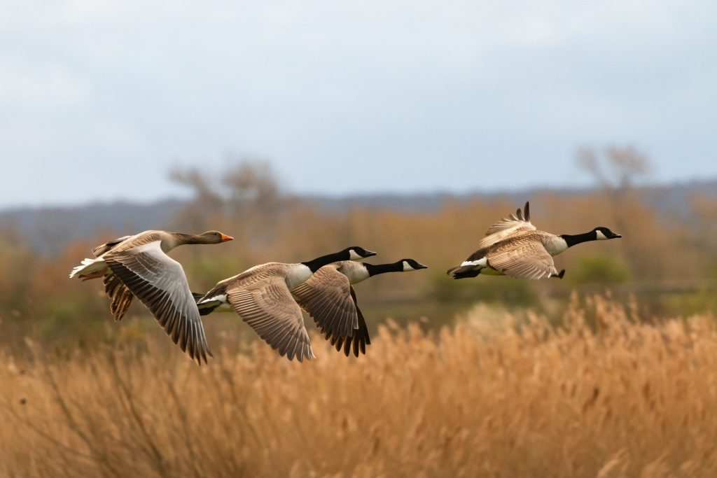 Geese flying together