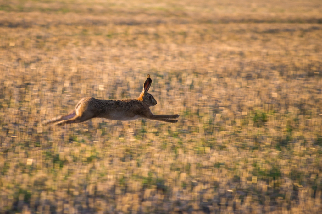 A hare running across a field